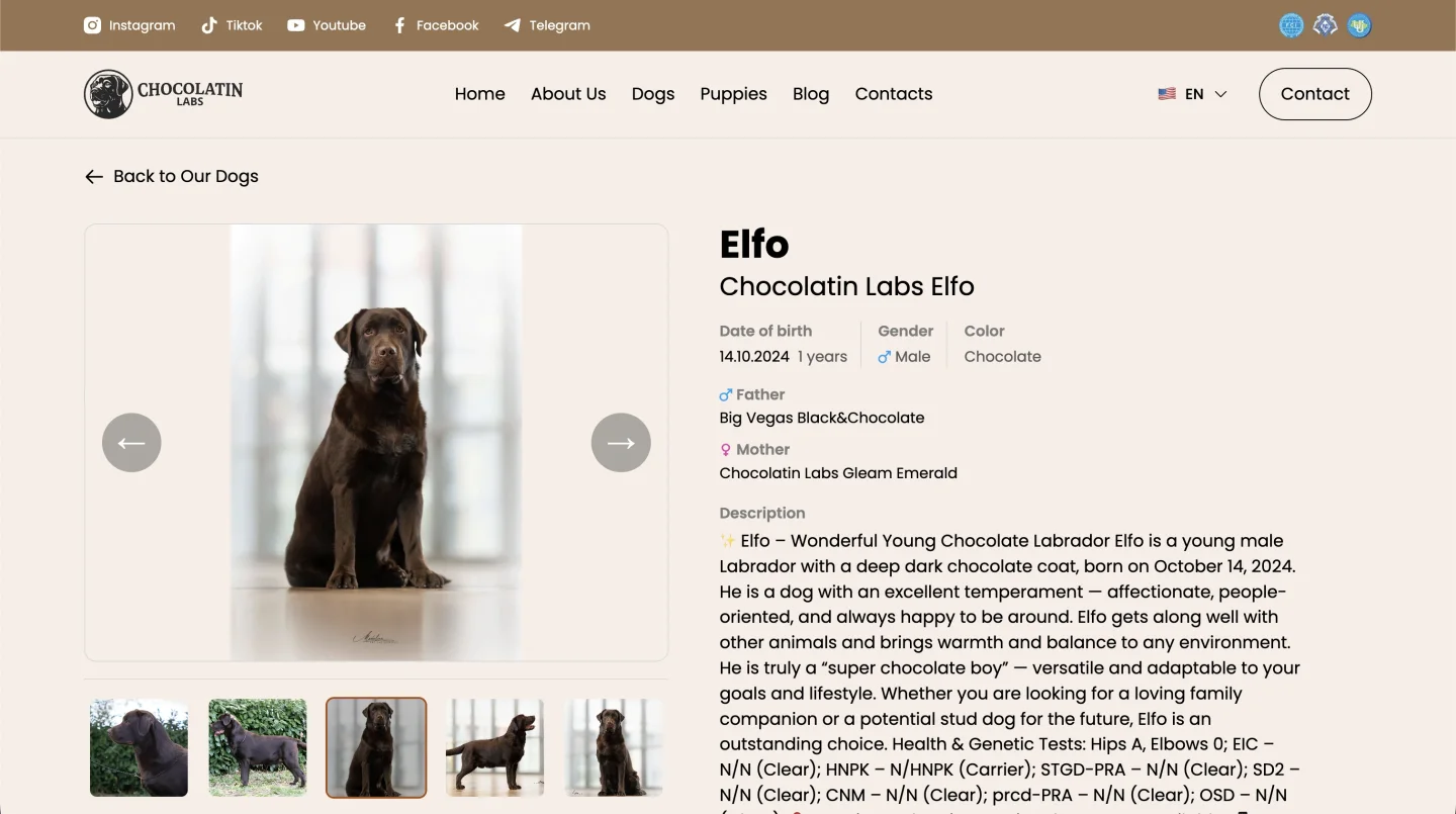 Chocolatin Labs puppy and litter content